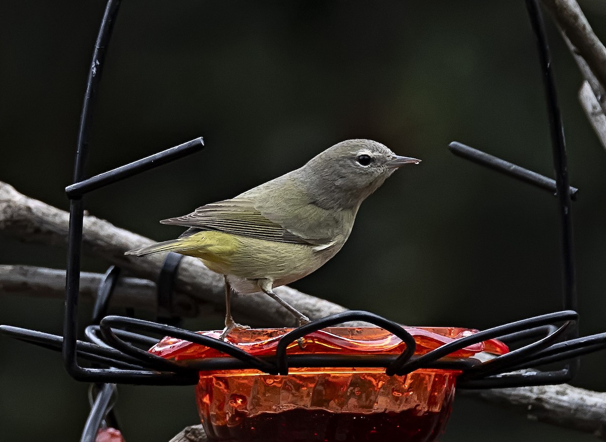 Orange-crowned Warbler - ML613941516