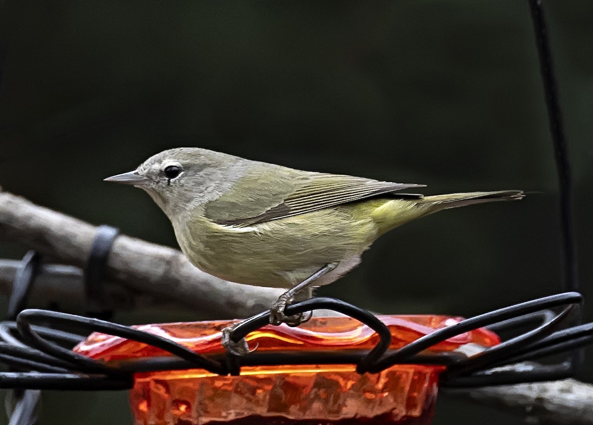 Orange-crowned Warbler - ML613941517