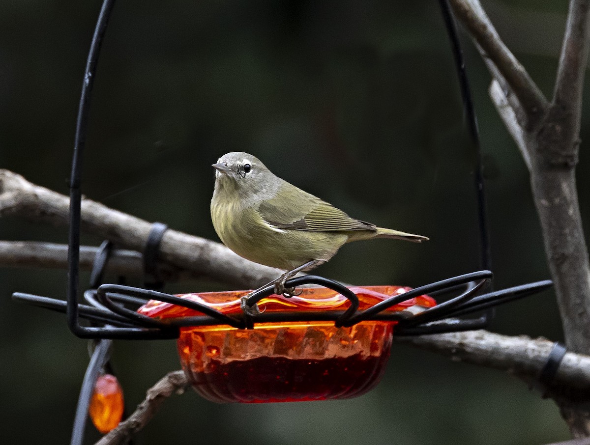 Orange-crowned Warbler - ML613941518