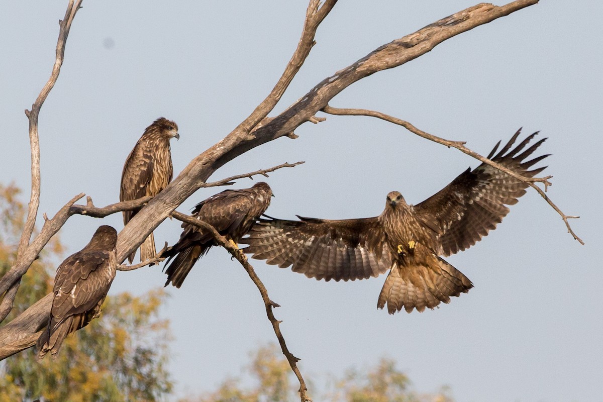 Black Kite - Relisa Granovskaya