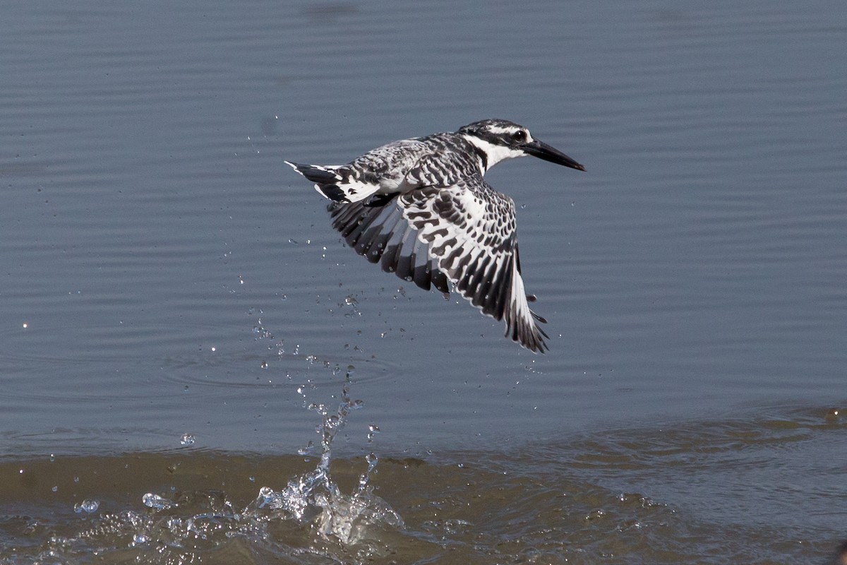 Pied Kingfisher - ML613941522