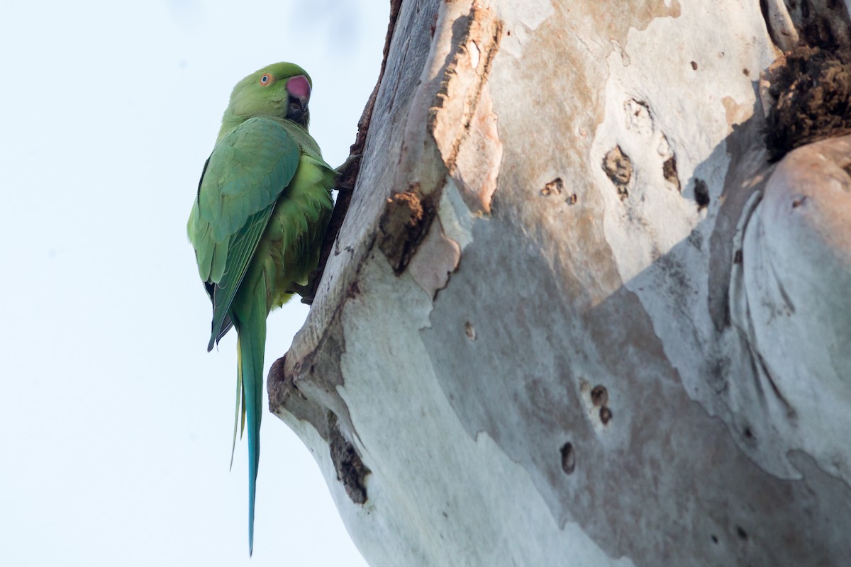 Rose-ringed Parakeet - ML613941533