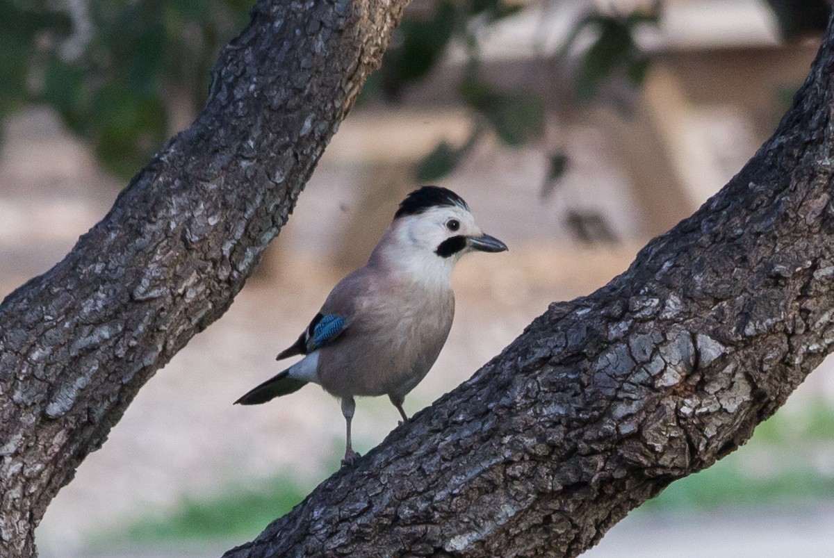 Eurasian Jay - ML613941537