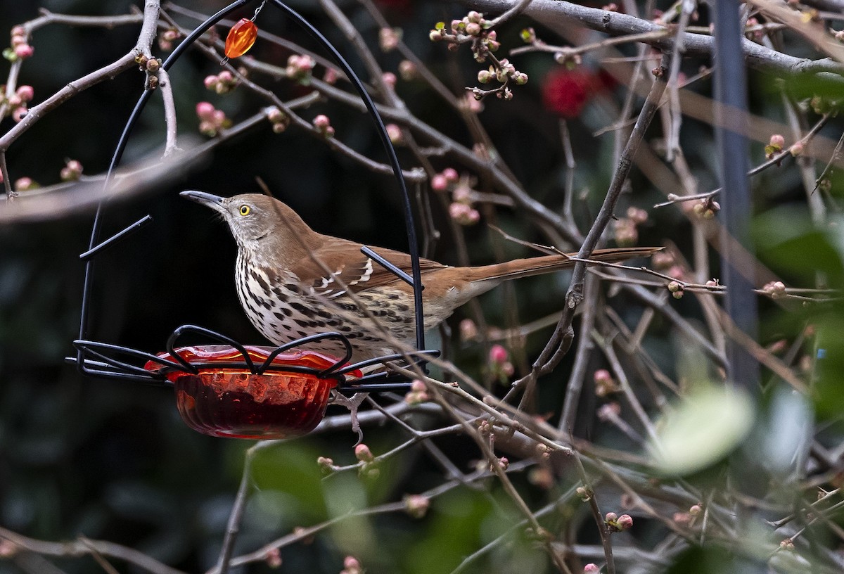 Brown Thrasher - ML613941544