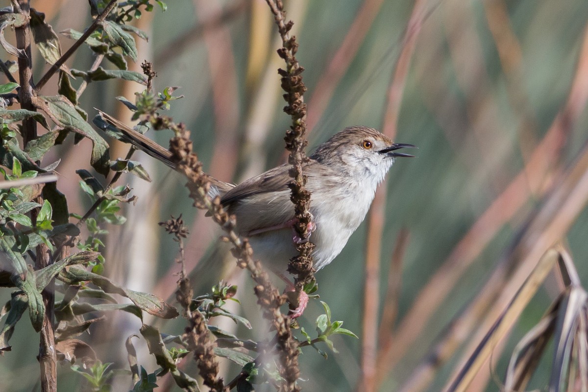 Graceful Prinia - ML613941545