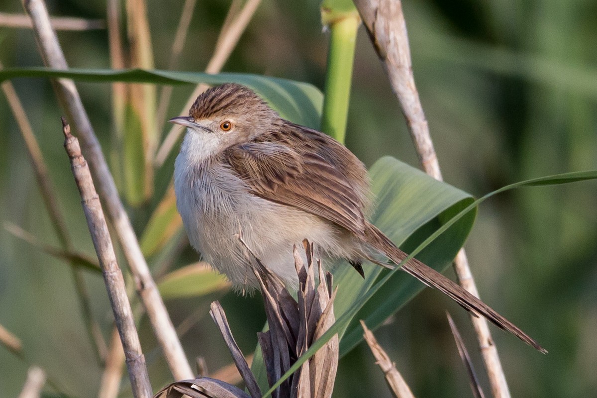 Graceful Prinia - Relisa Granovskaya