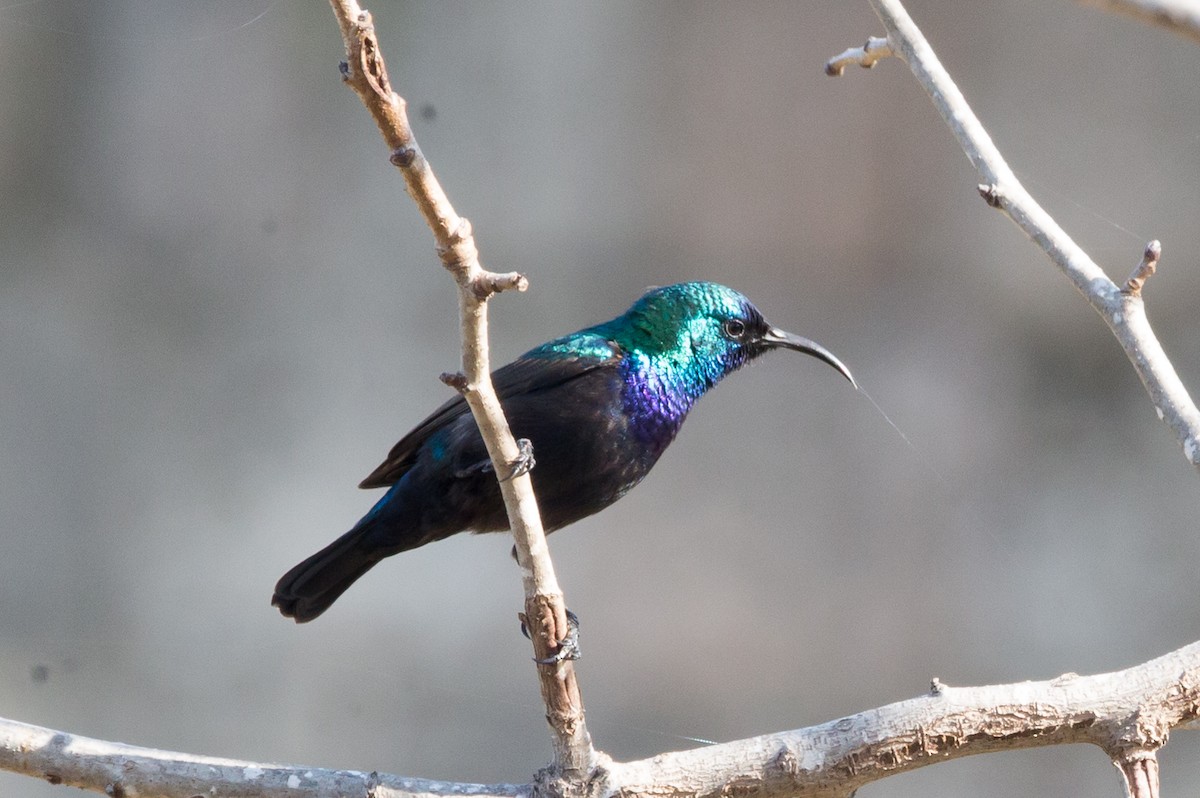 Palestine Sunbird - Relisa Granovskaya