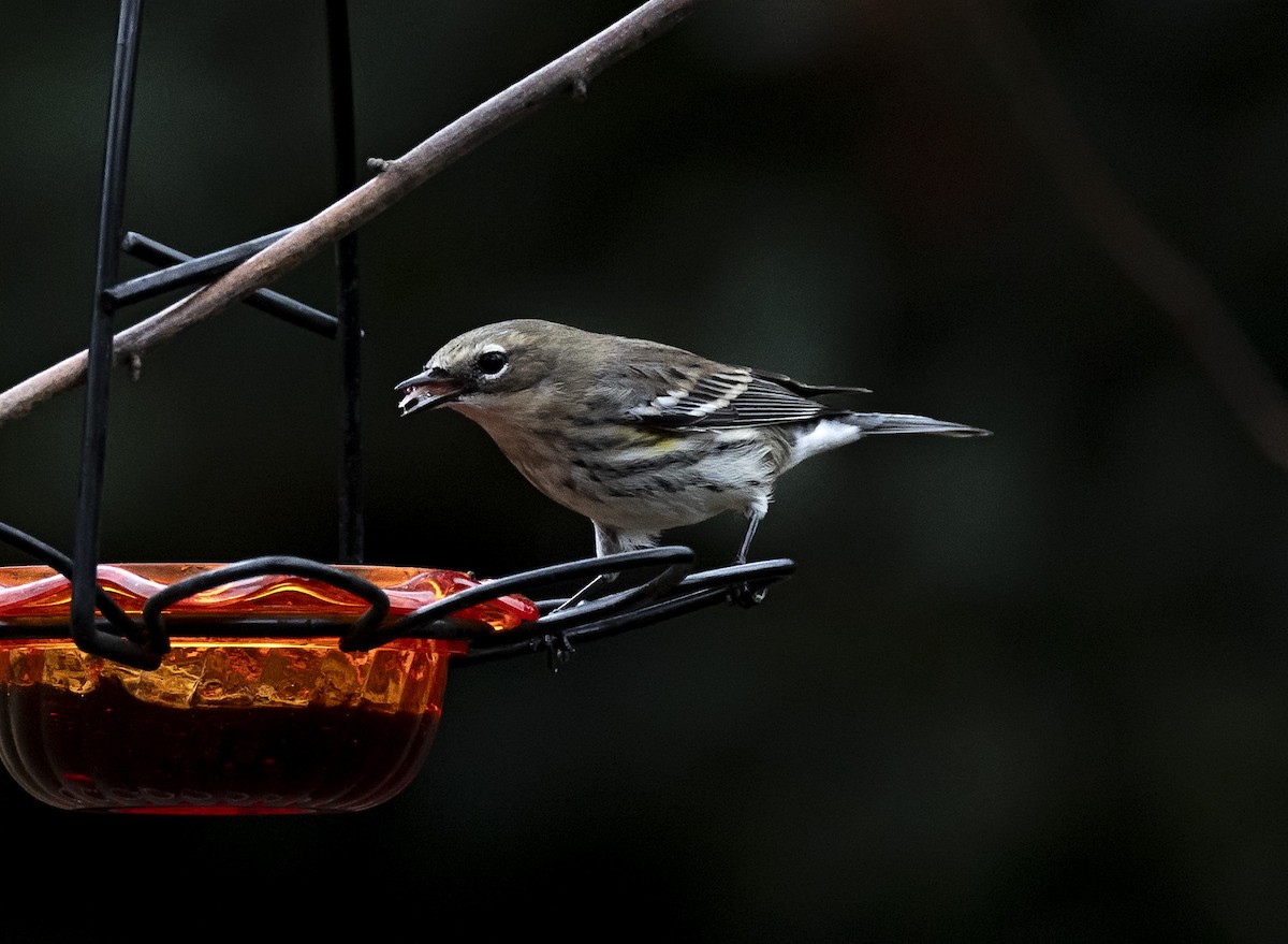 Yellow-rumped Warbler - ML613941563