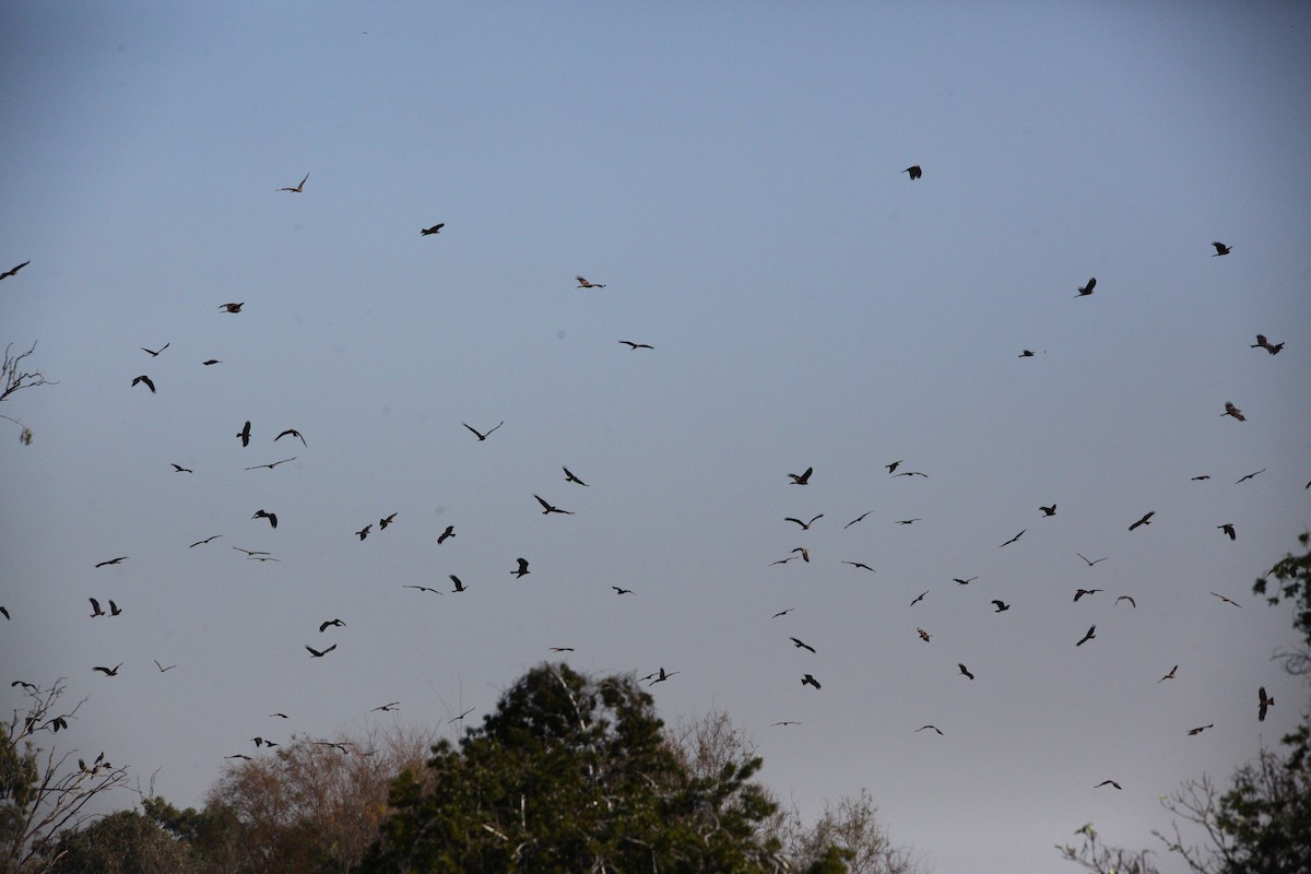 Black Kite - Relisa Granovskaya