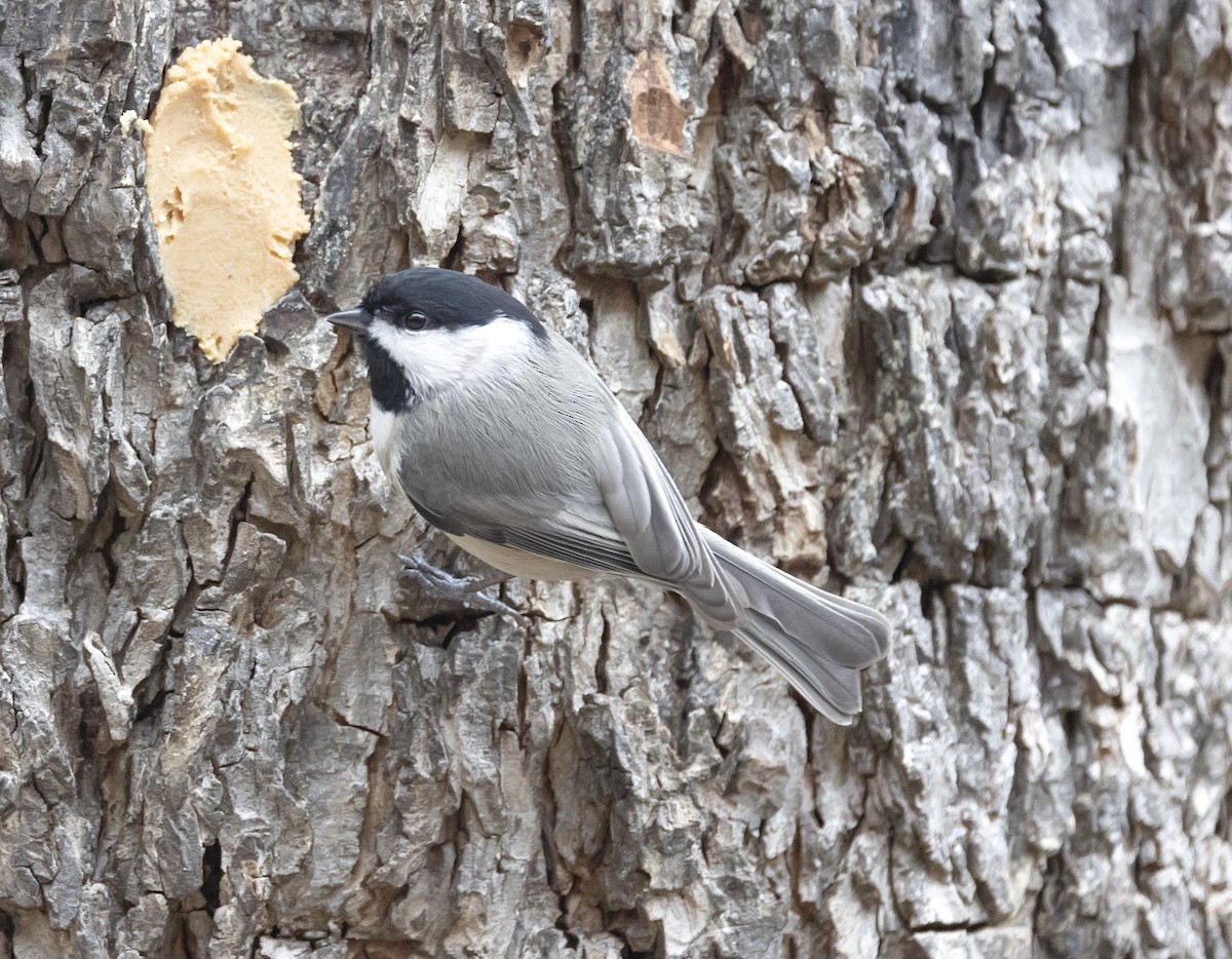 Carolina Chickadee - ML613941602