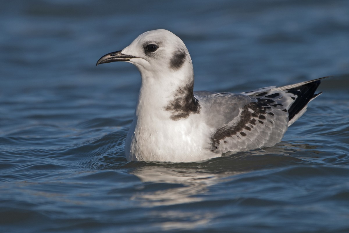 Black-legged Kittiwake - Andrew Simon