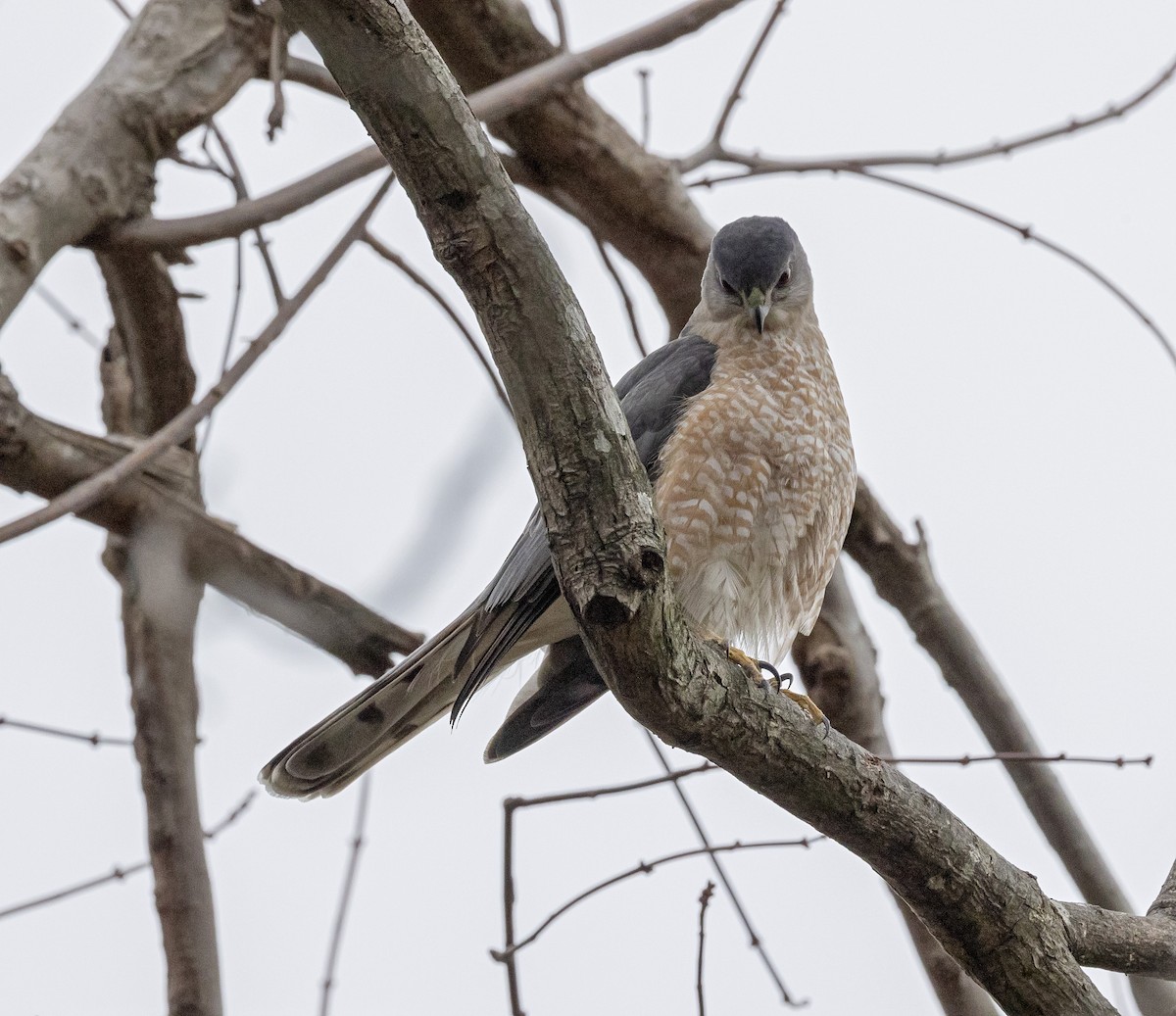Cooper's Hawk - ML613941634