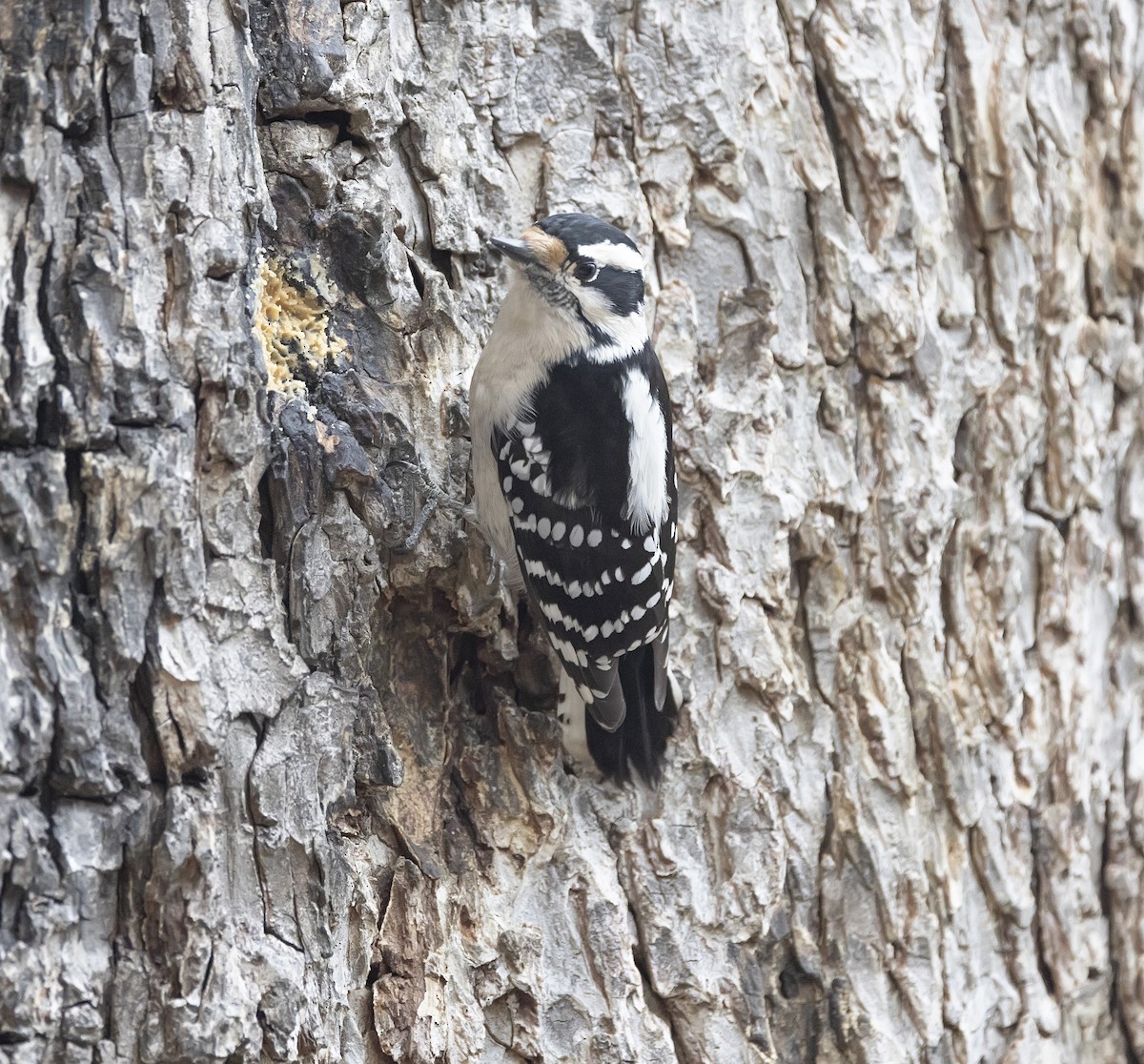 Downy Woodpecker - ML613941684