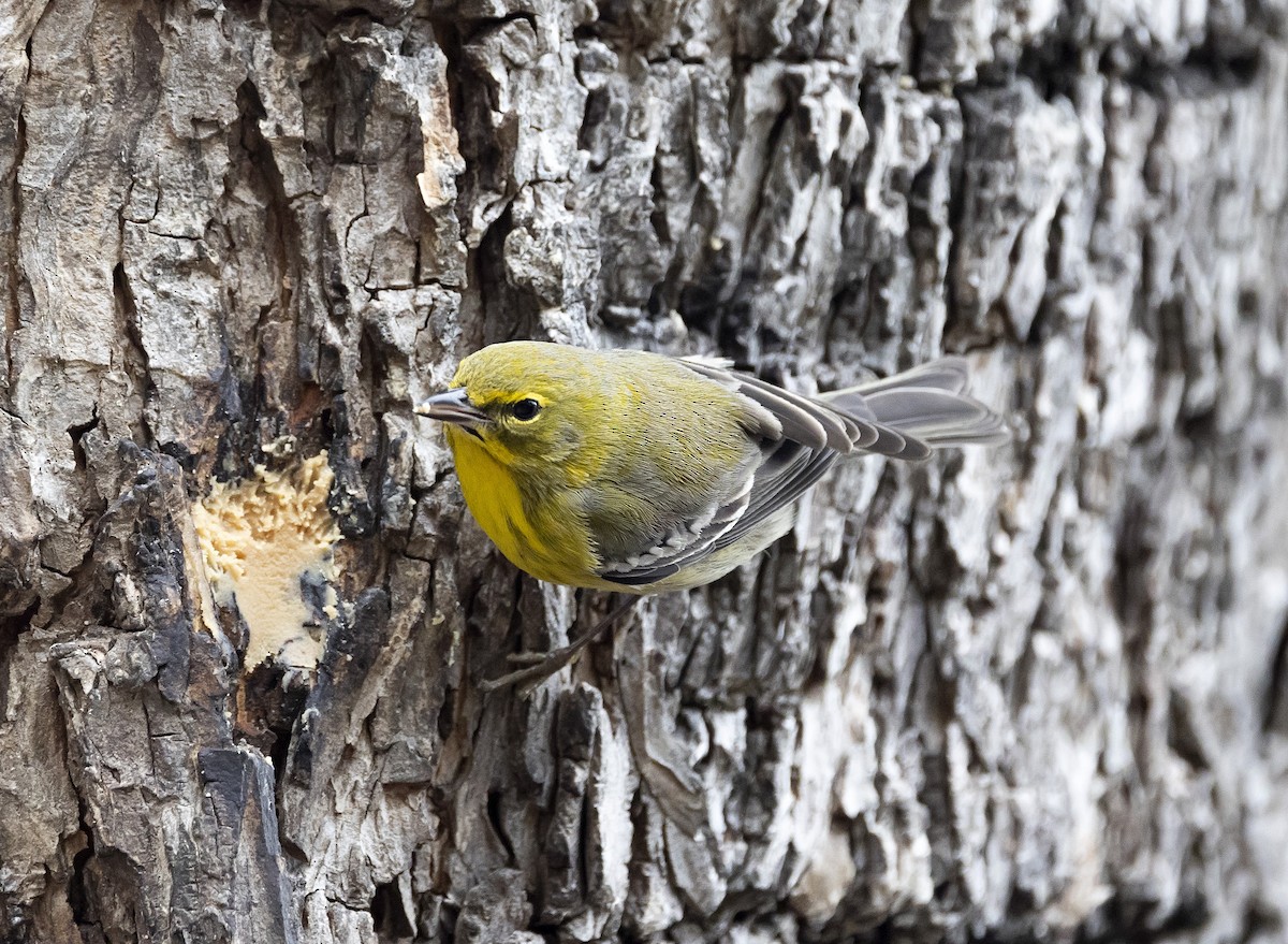 Pine Warbler - ML613941716