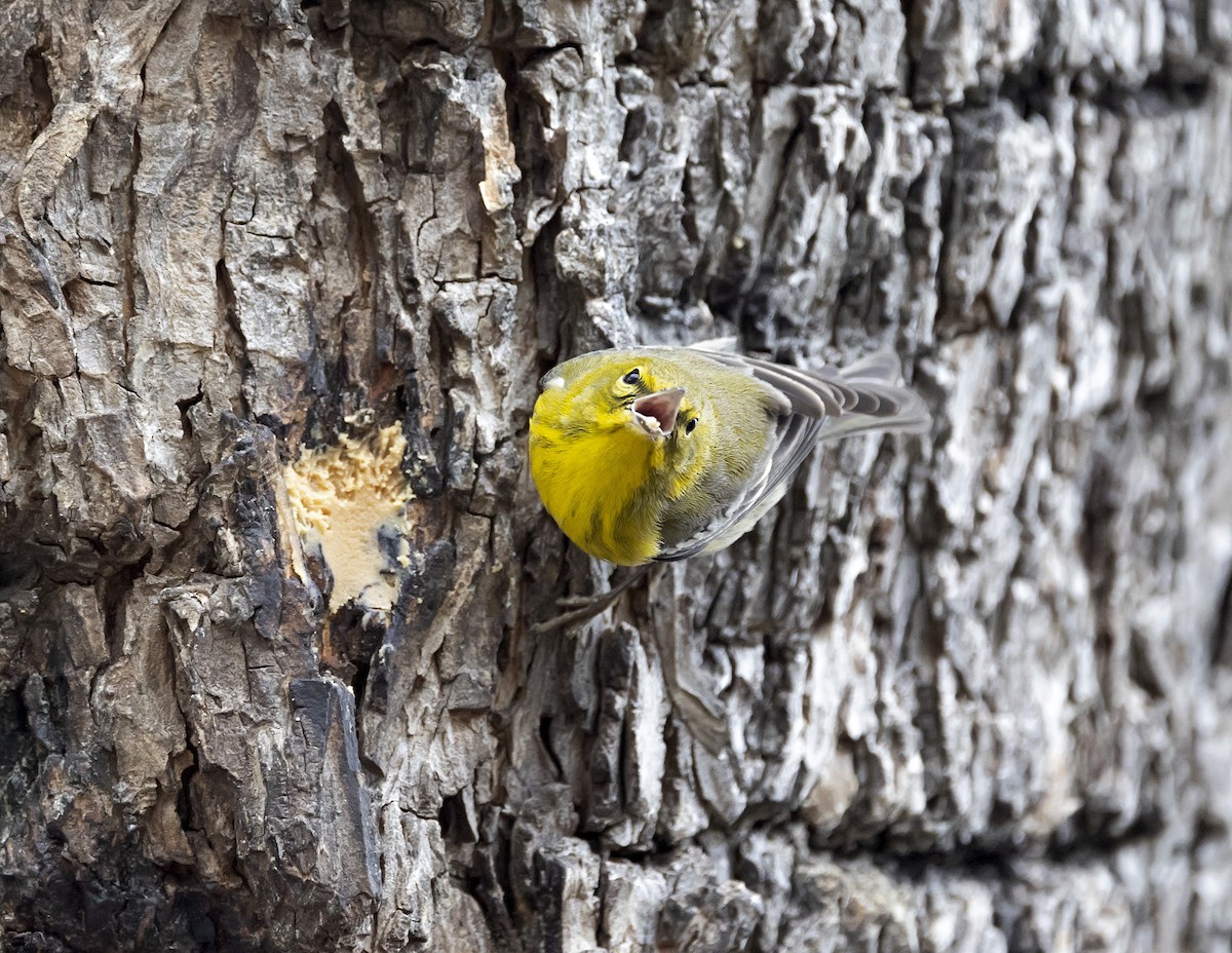 Pine Warbler - ML613941717