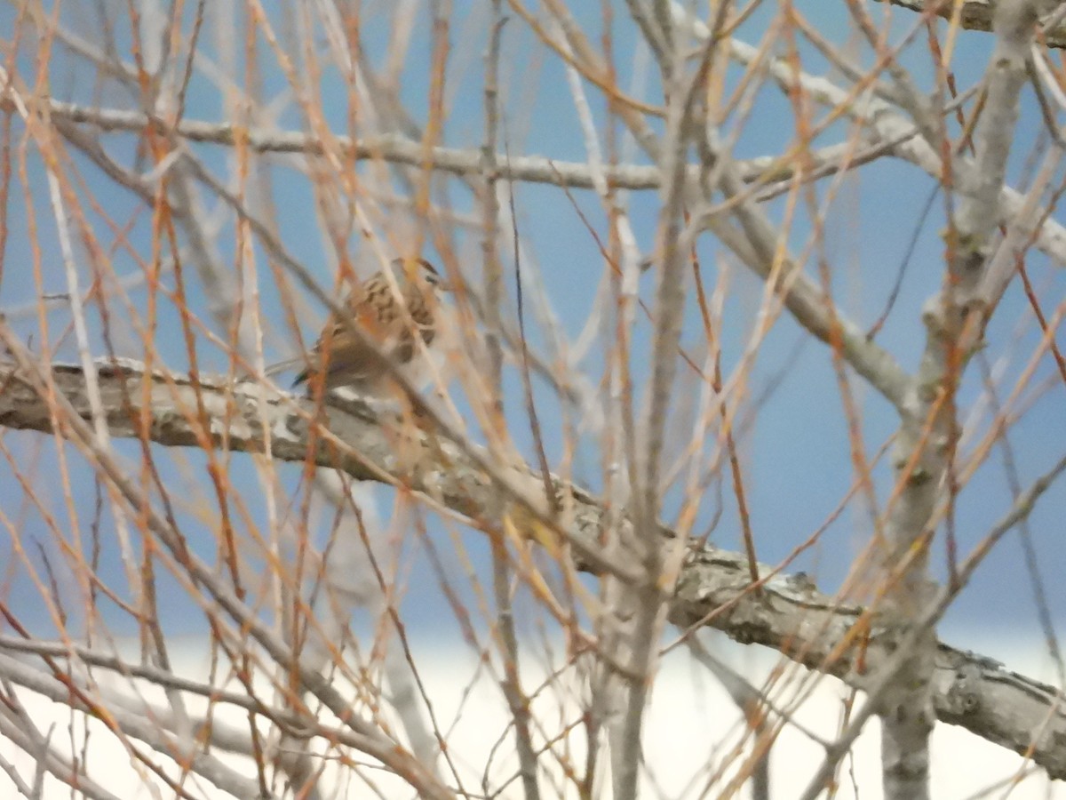 Chipping Sparrow - ML613941776