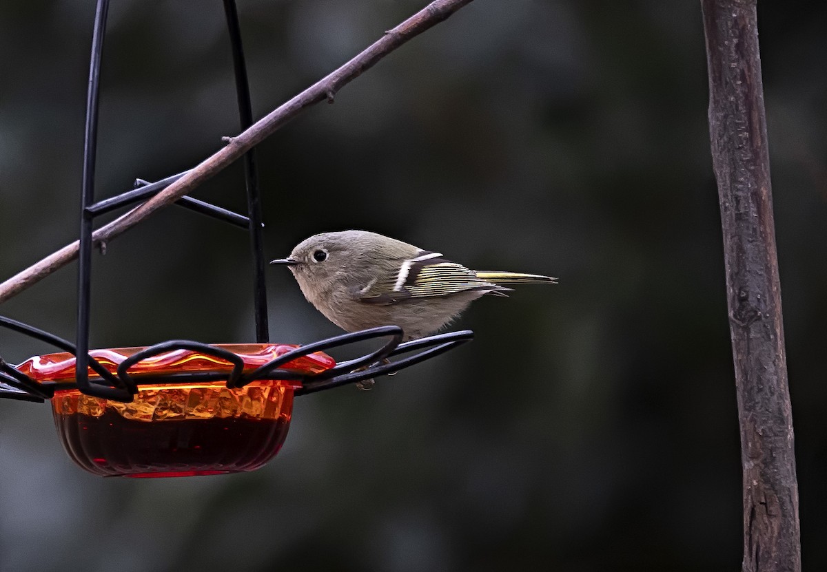 Ruby-crowned Kinglet - ML613941777