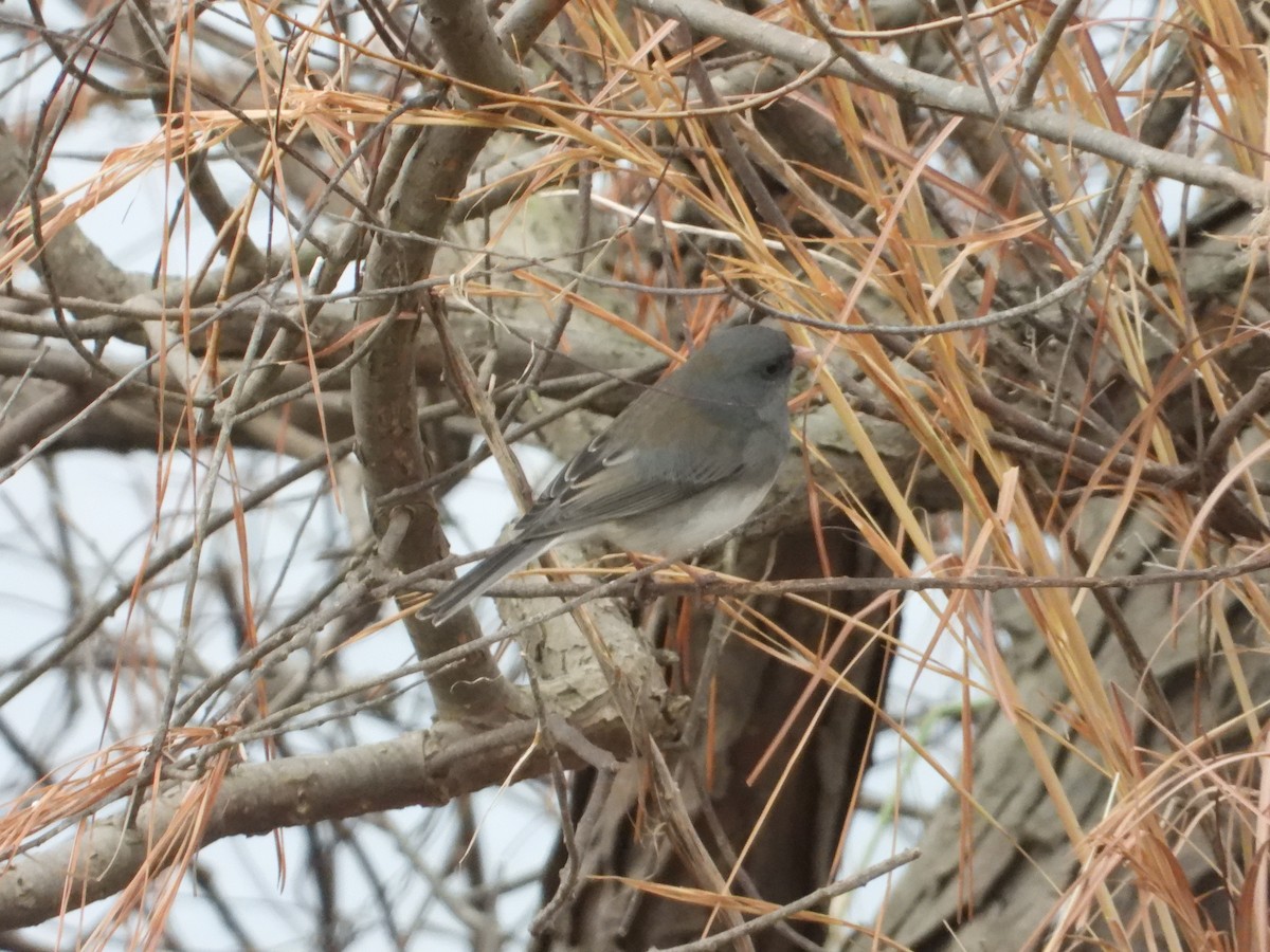 Dark-eyed Junco - ML613941781