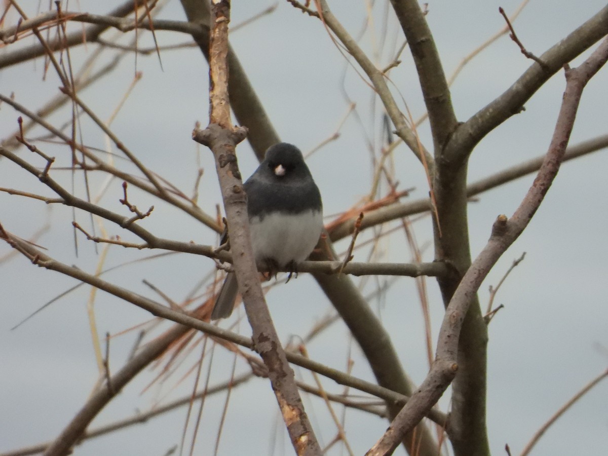 Dark-eyed Junco - ML613941782