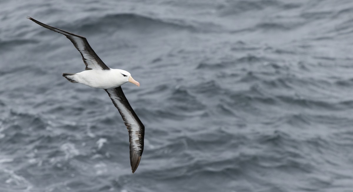 Black-browed Albatross (Black-browed) - Luke Seitz