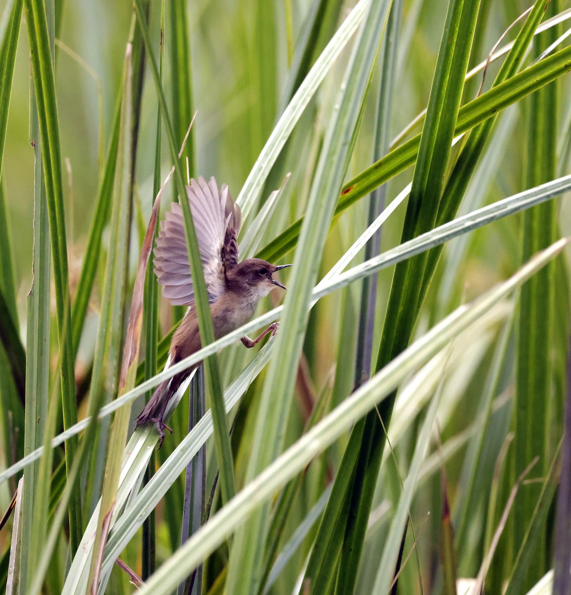 Highland Rush Warbler - John Barton