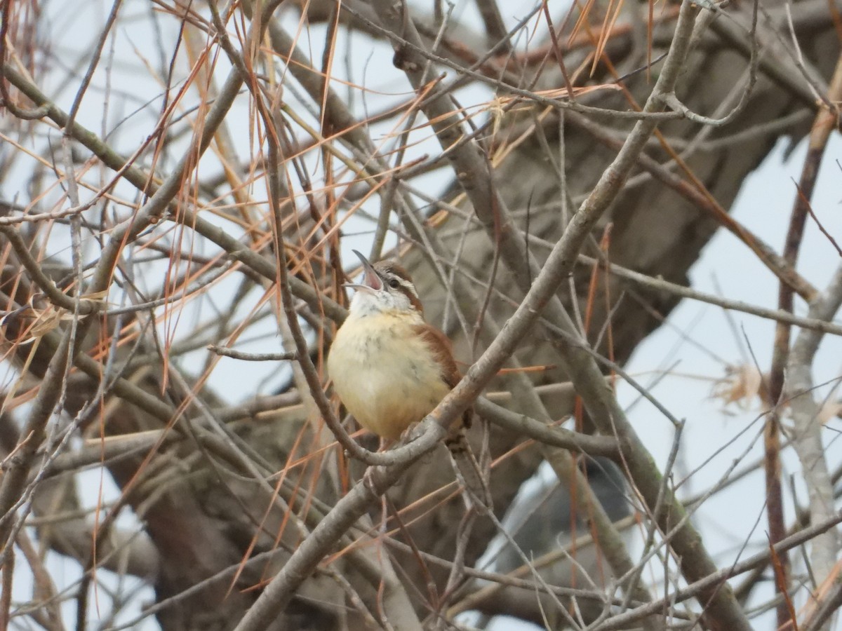 Carolina Wren - ML613941936