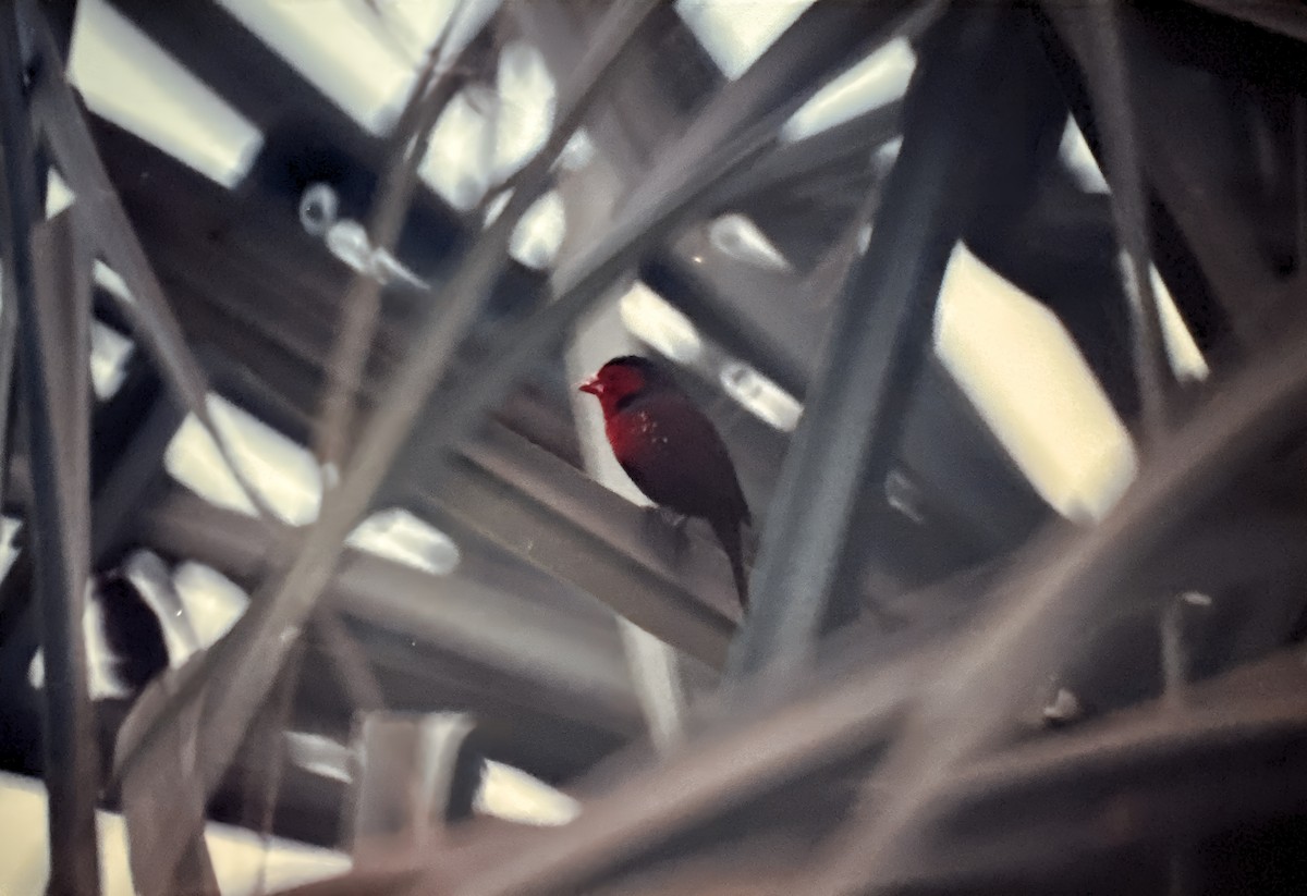 Crimson Finch - Raymond Nojek
