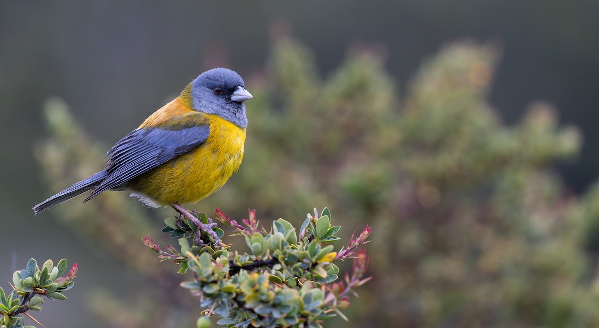 Patagonian Sierra Finch - Luke Seitz