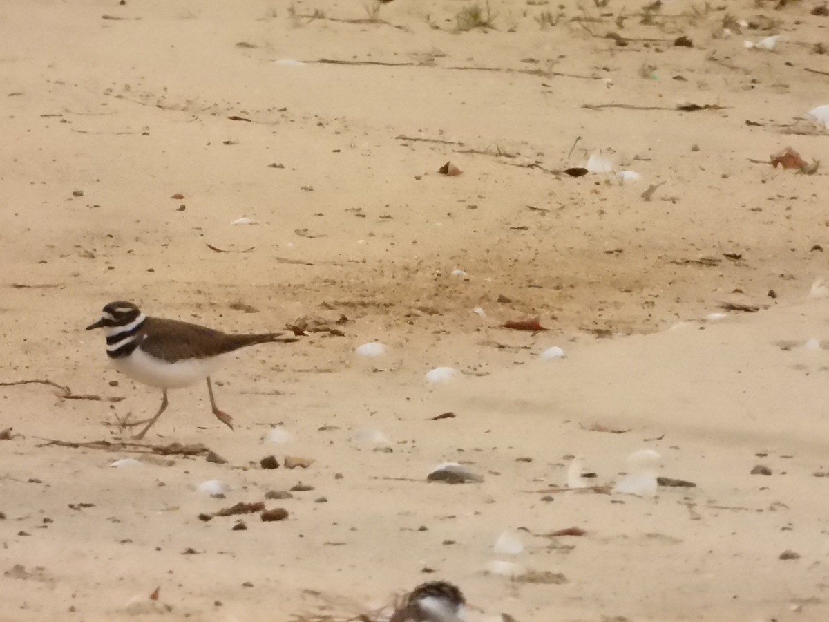 Killdeer - ML613942032