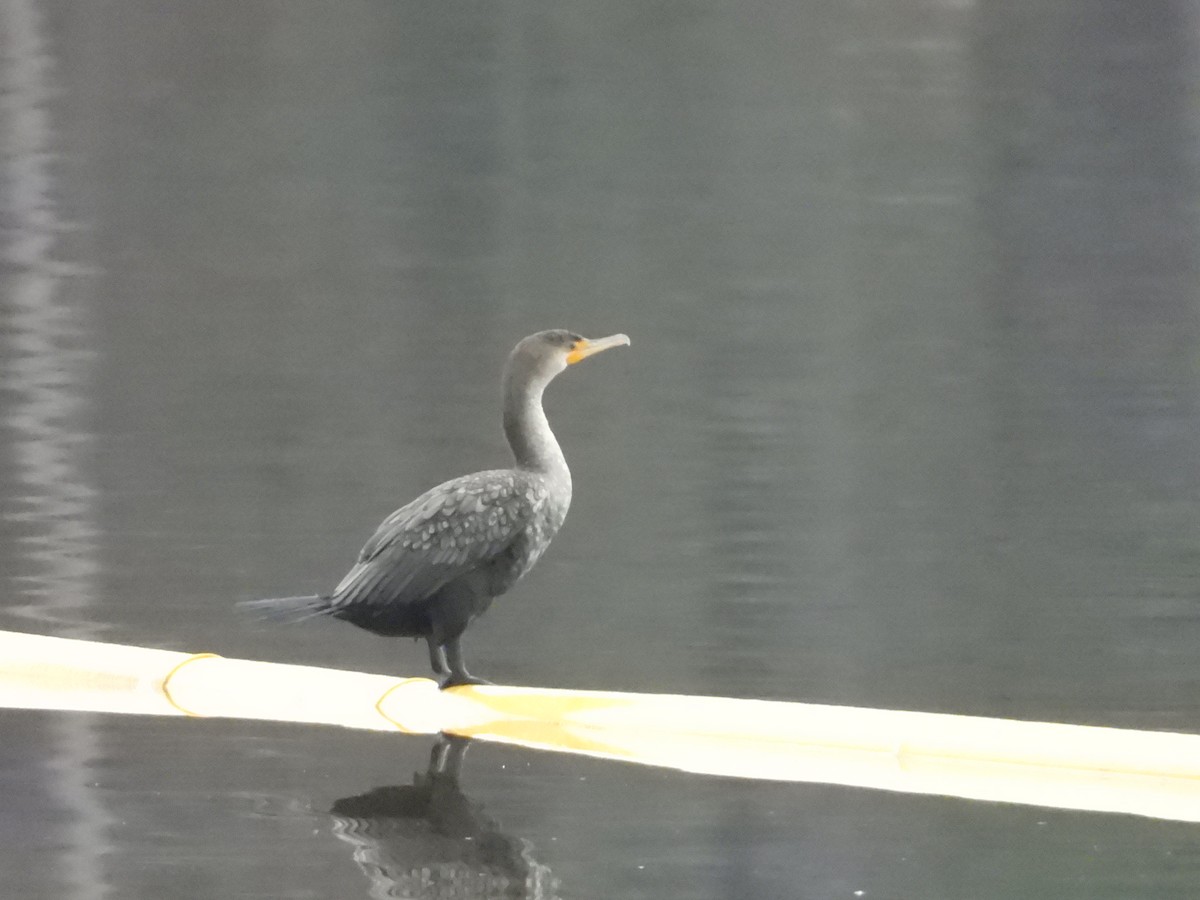 Double-crested Cormorant - ML613942058
