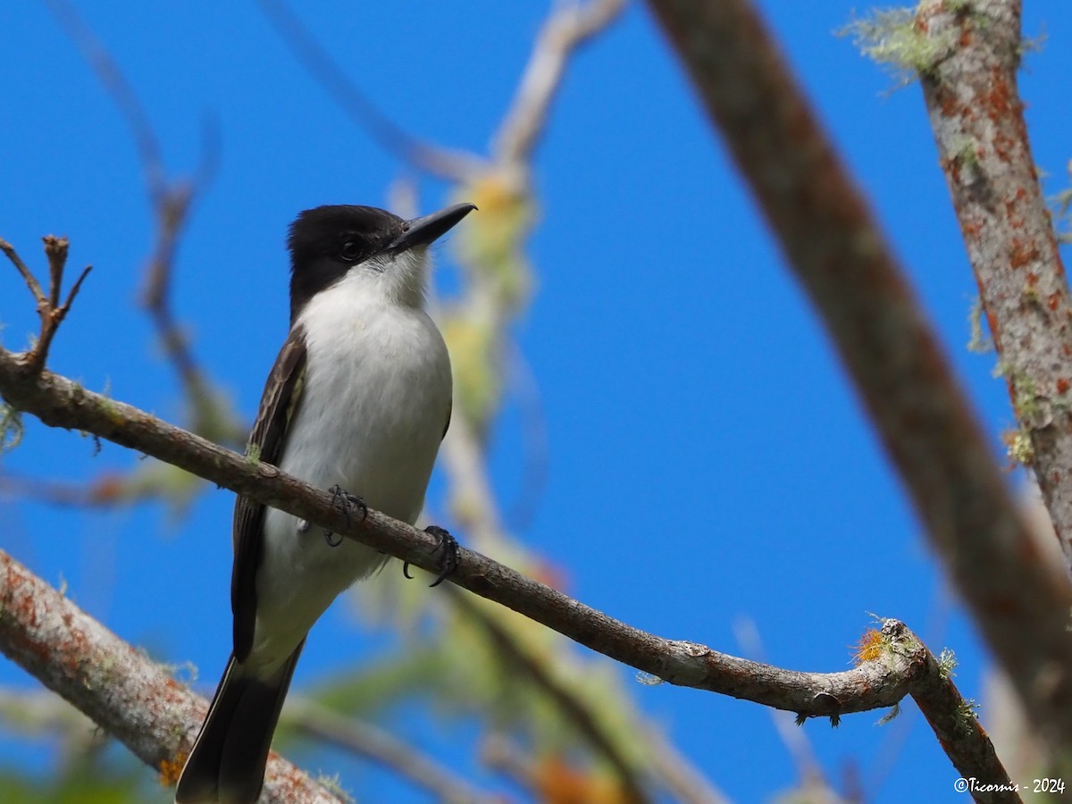 Tyran tête-police (groupe caudifasciatus) - ML613942097