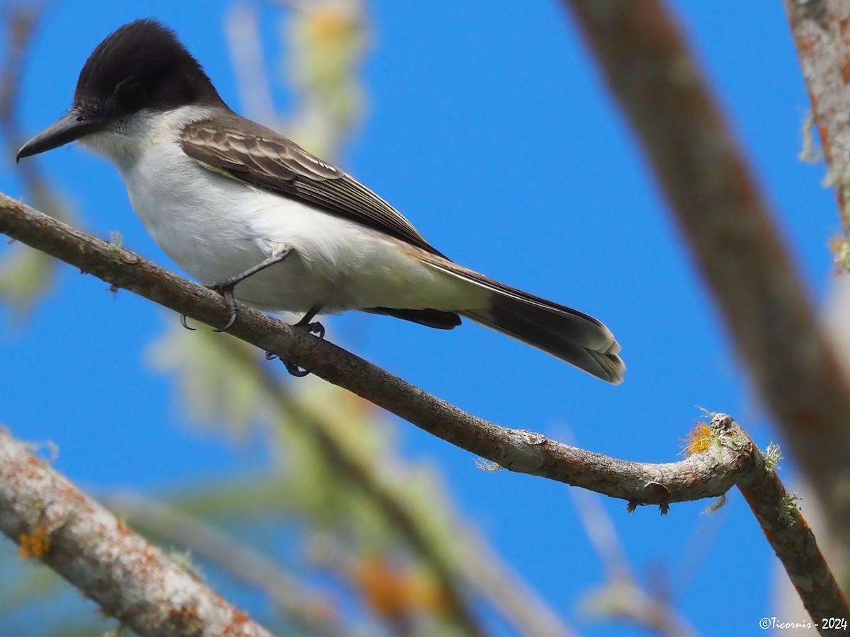 Tyran tête-police (groupe caudifasciatus) - ML613942098