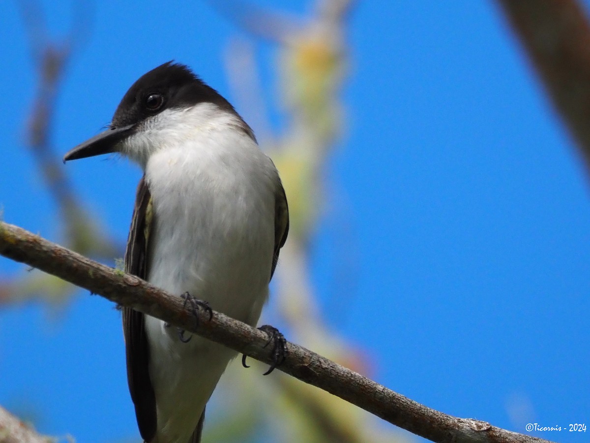 Tyran tête-police (groupe caudifasciatus) - ML613942099