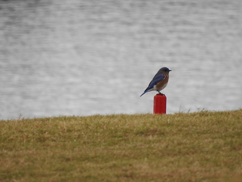 Eastern Bluebird - Susan Killeen