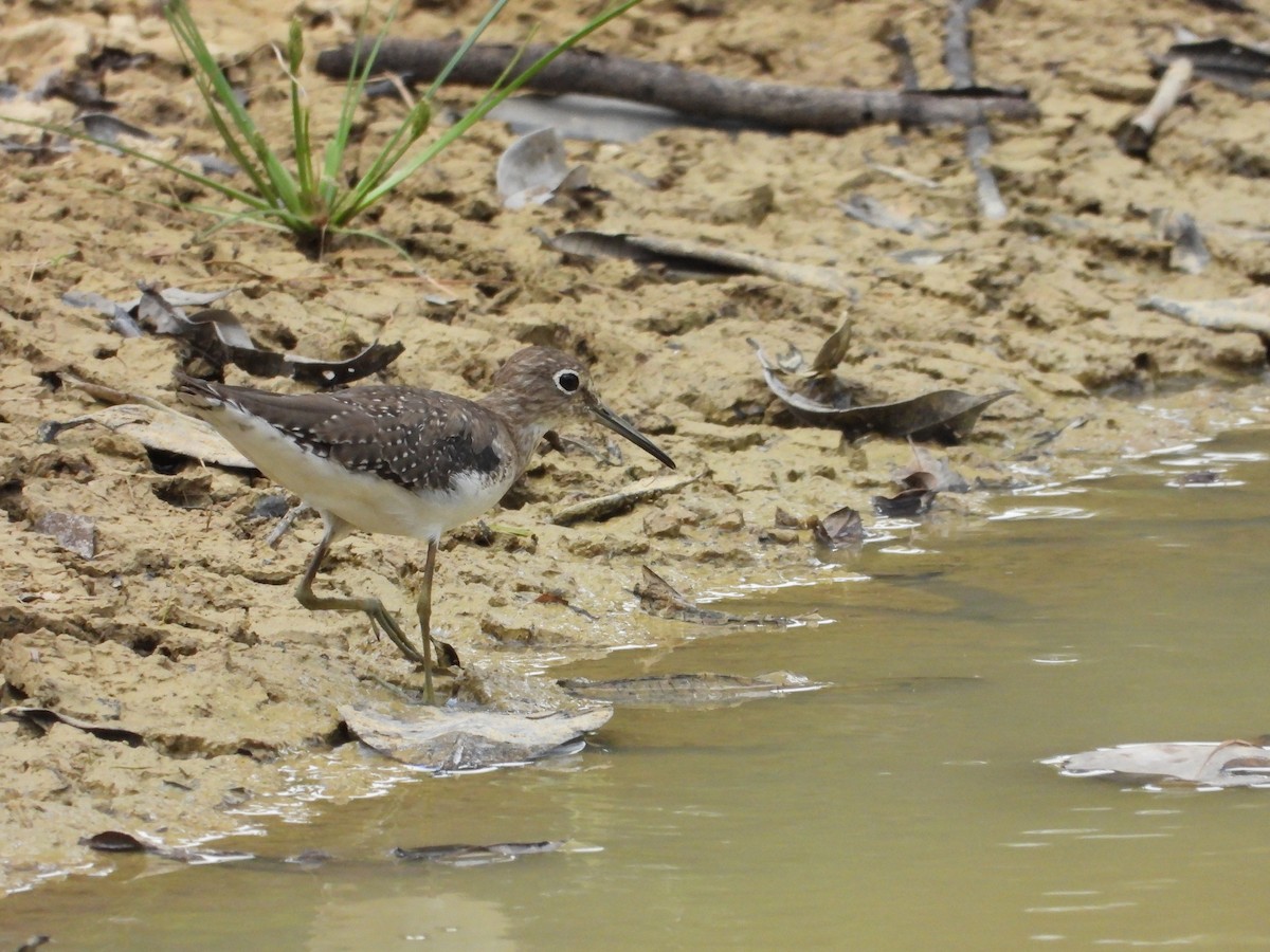 Solitary Sandpiper - Martin Rheinheimer