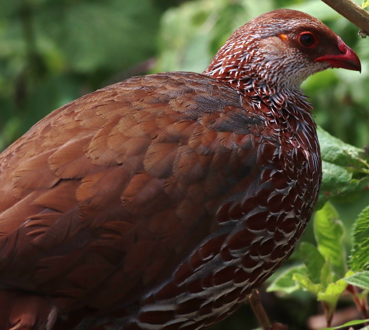 Francolin de Jackson - ML613942159