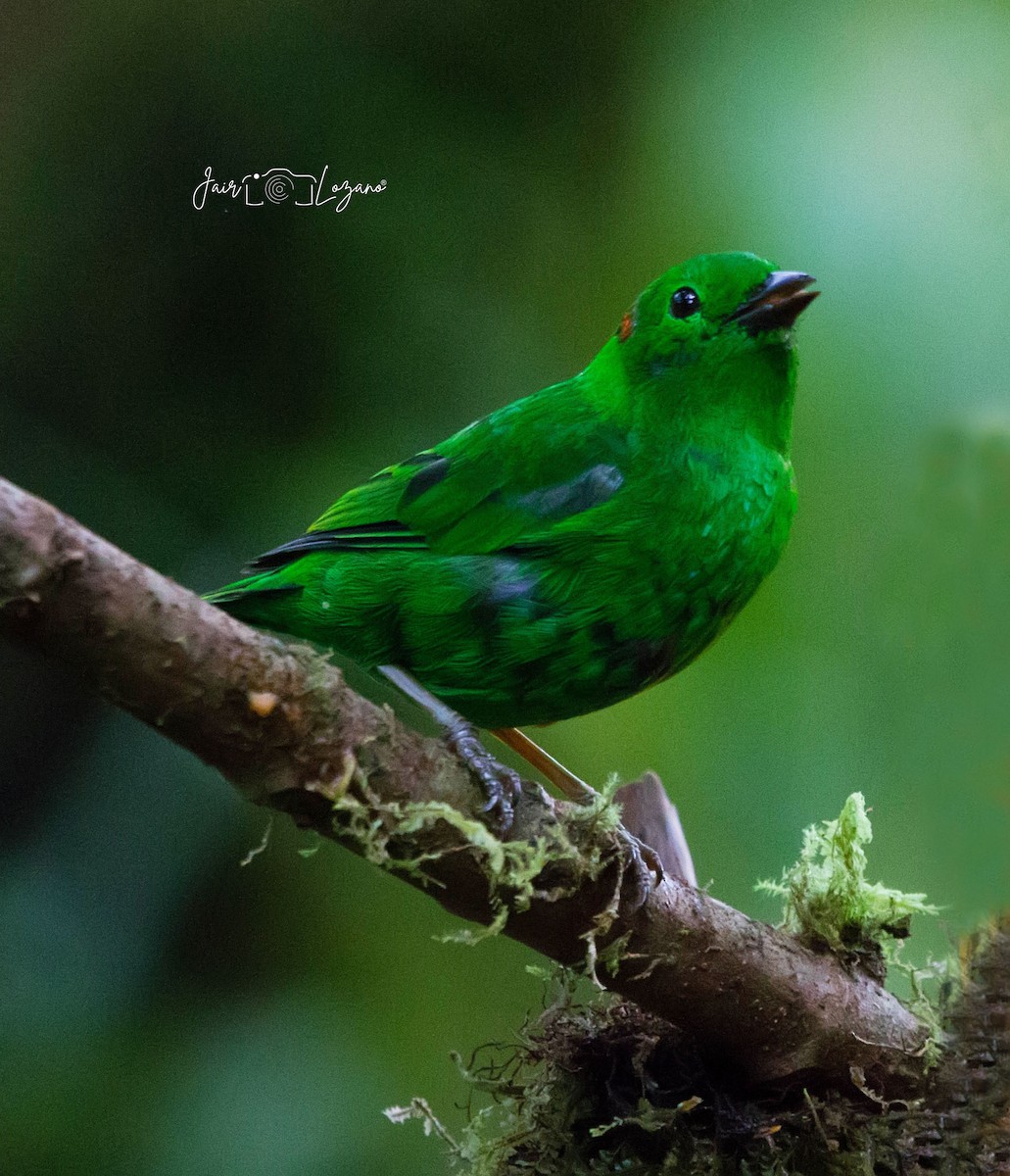 Glistening-green Tanager - Jair Lozano