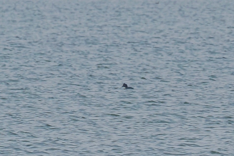 Common Goldeneye - ML613942275