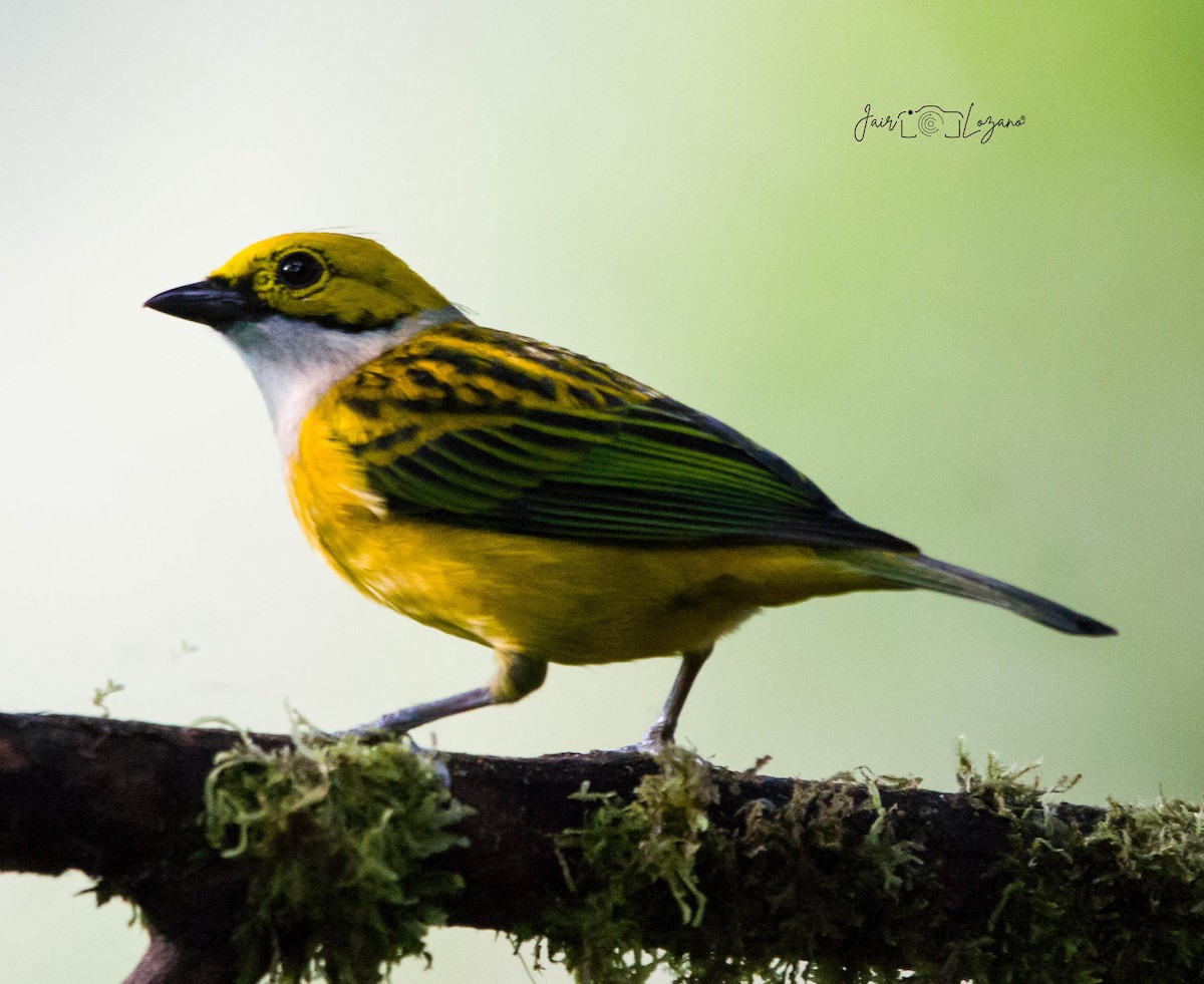 Silver-throated Tanager - Jair Lozano