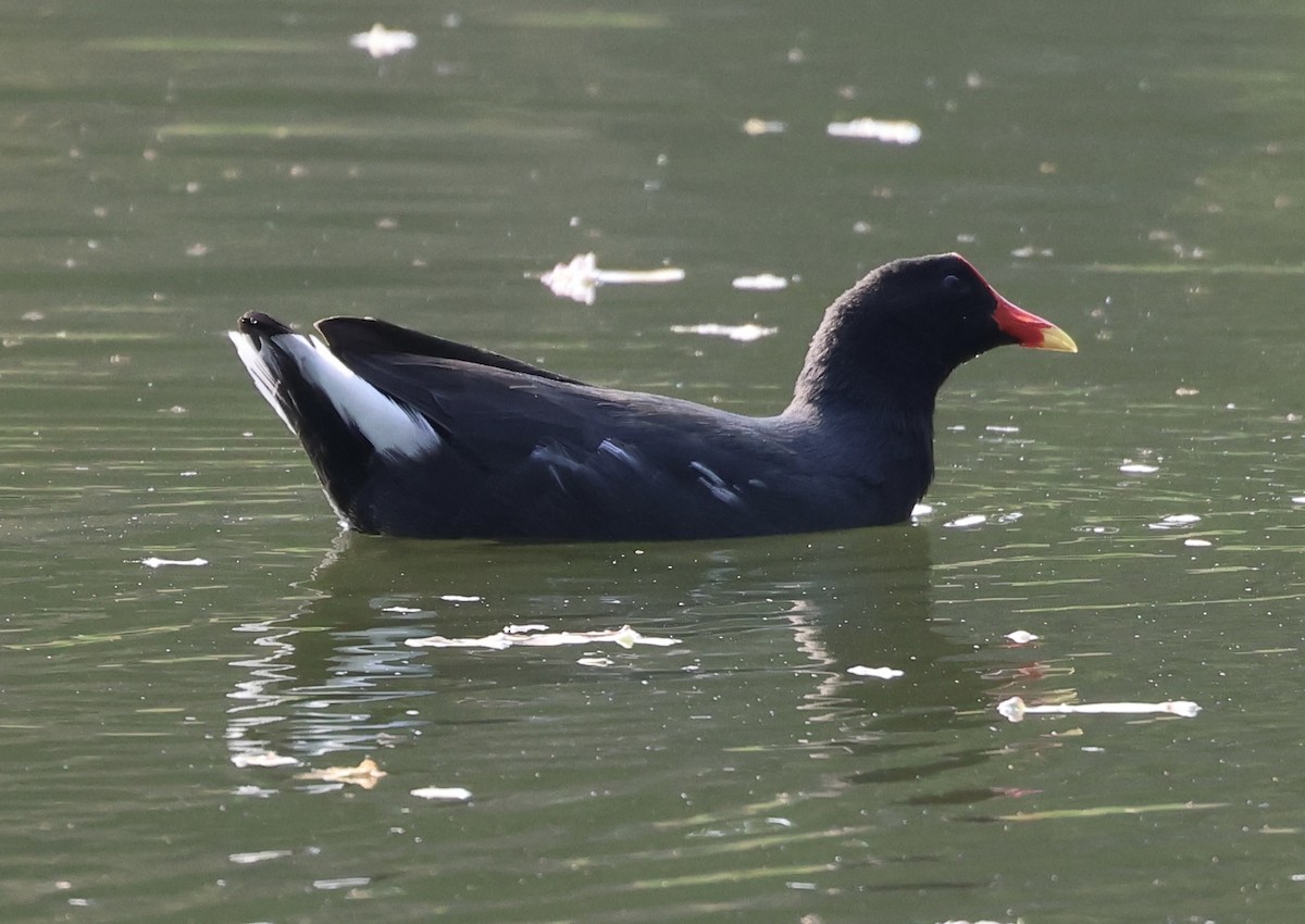 Common Gallinule - ML613942363