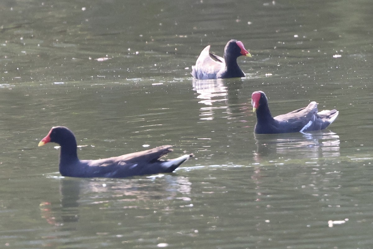 Common Gallinule - ML613942364