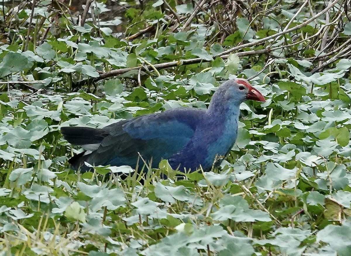 Gray-headed Swamphen - ML613942388