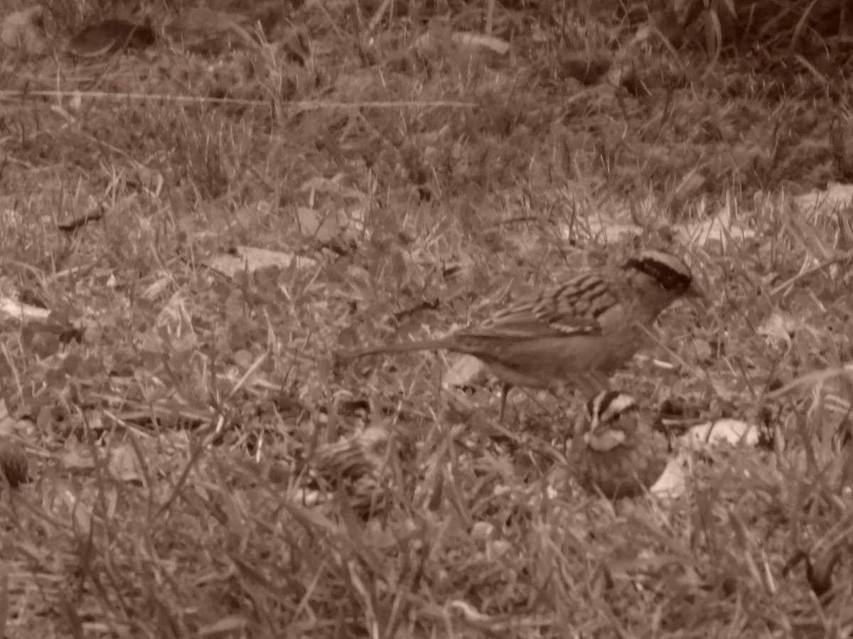 Golden-crowned Sparrow - ML613942400
