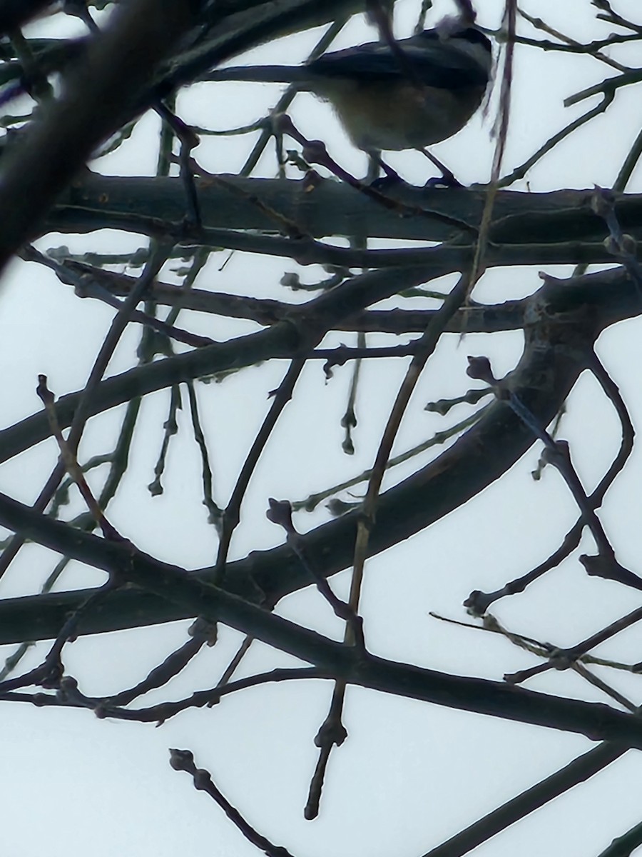 Black-capped Chickadee - ML613942496