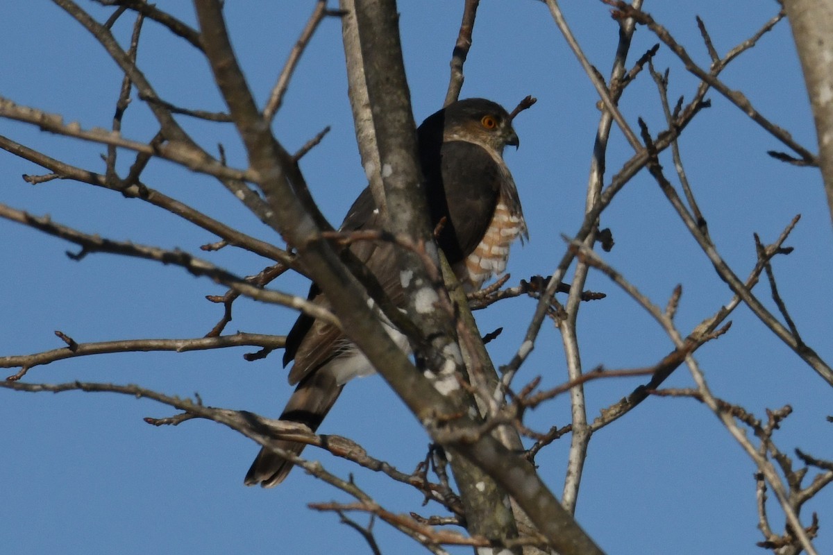 Sharp-shinned Hawk - ML613942508