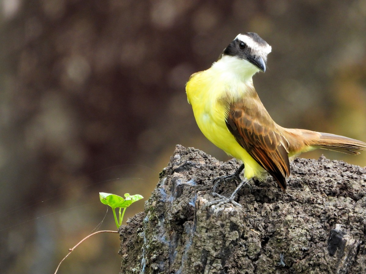 Great Kiskadee - Martin Rheinheimer