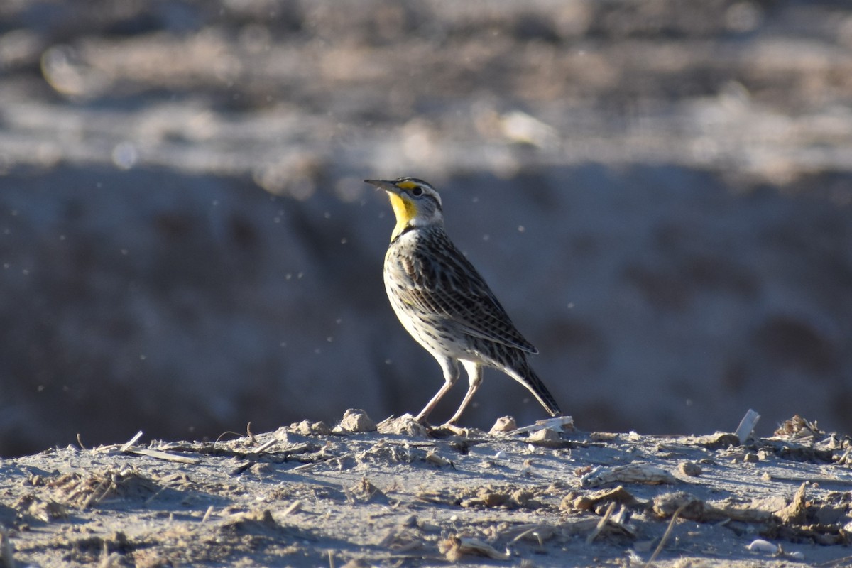 Western Meadowlark - David Lichter