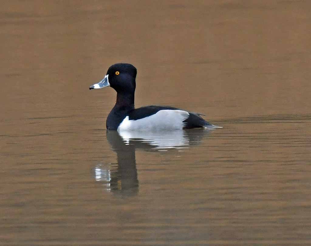 Ring-necked Duck - ML613942626