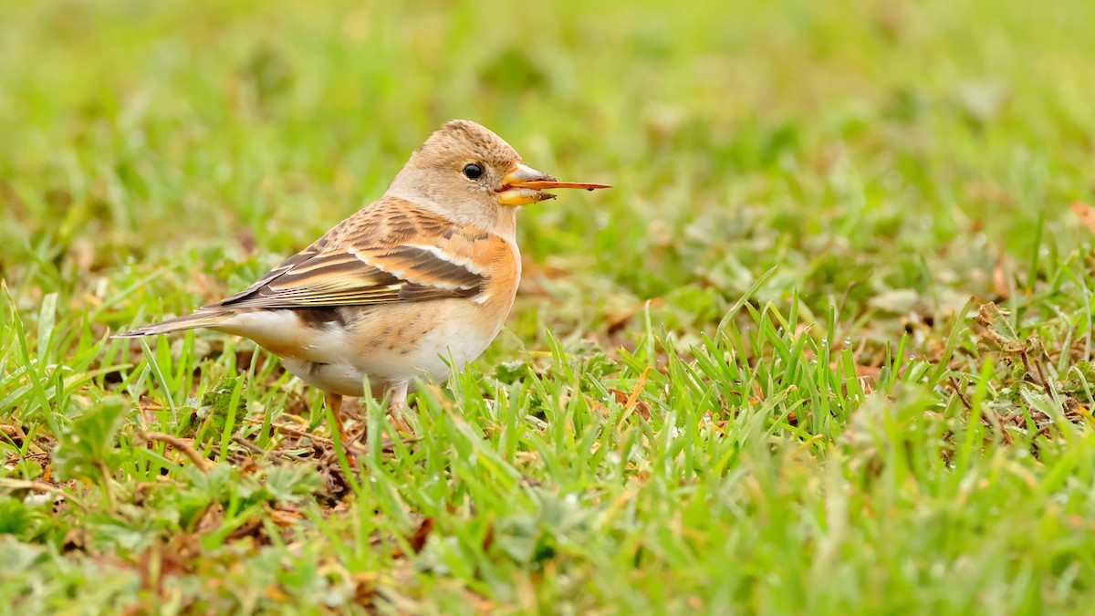 Brambling - Gonzalo Pardo