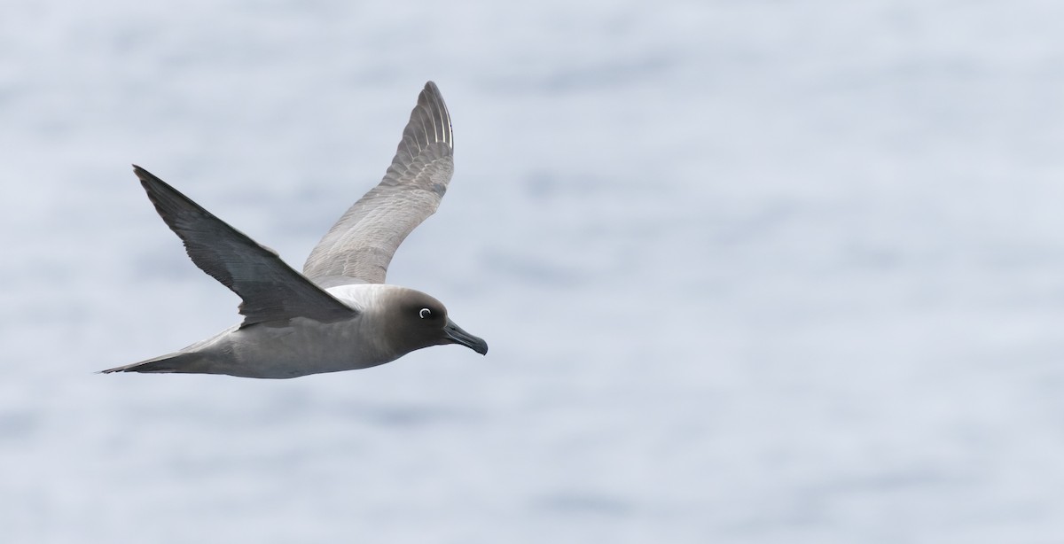 Graumantelalbatros - ML613942688